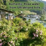 Himalayan Rose Water 100 ml-3-hillpure organic