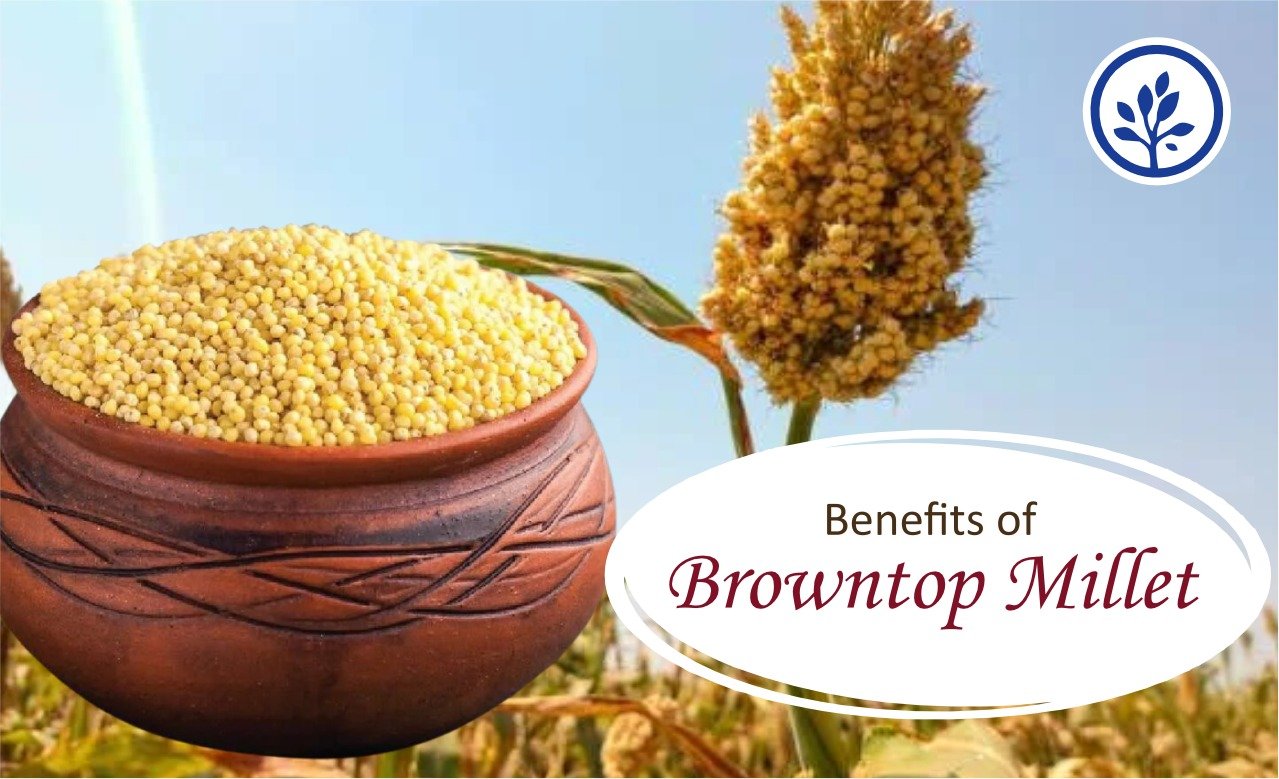 Health benefit of Brow top millets