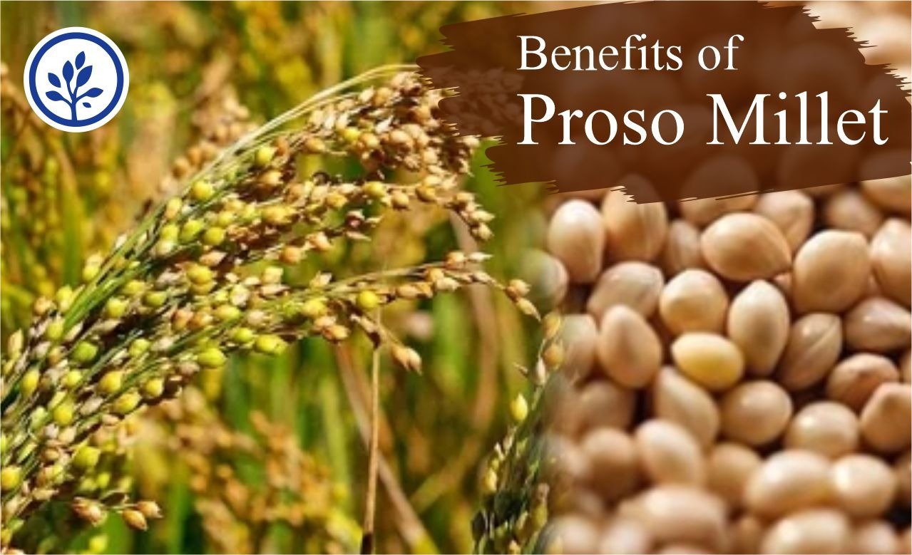 Health benefit of proso millet